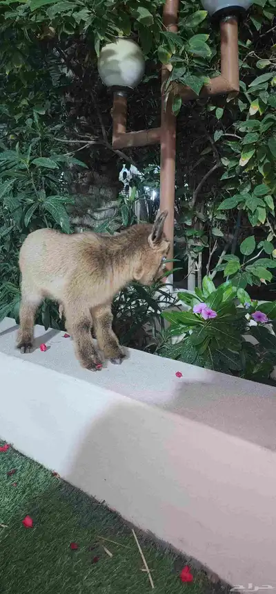 ماعز قزم جفرة انثة صغيرة index