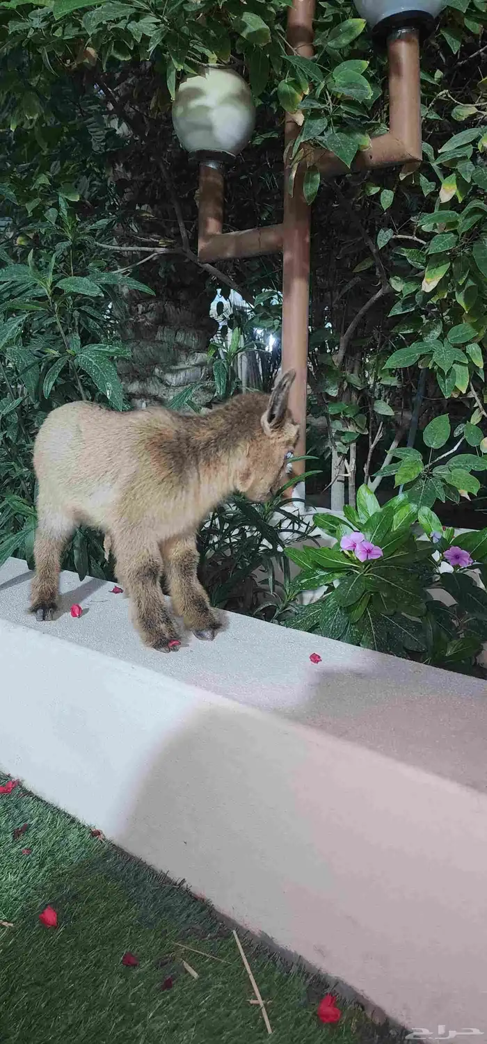 ماعز قزم جفرة انثة صغيرة 4