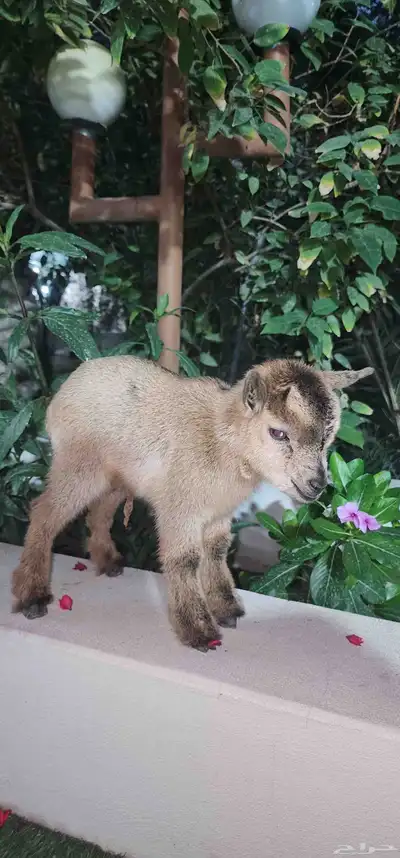 ماعز قزم جفرة انثة صغيرة index