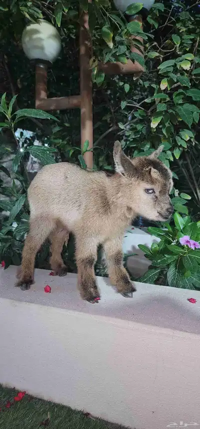 ماعز قزم جفرة انثة صغيرة index