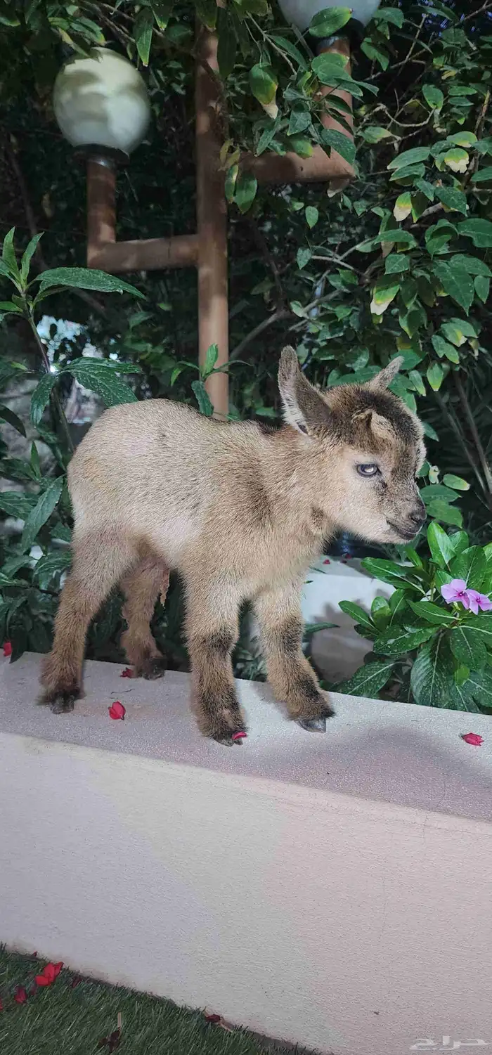 ماعز قزم جفرة انثة صغيرة 0