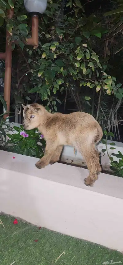 ماعز قزم جفرة انثة صغيرة index