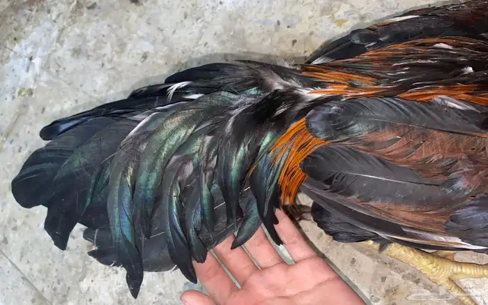 ديك باكستاني مطور 9