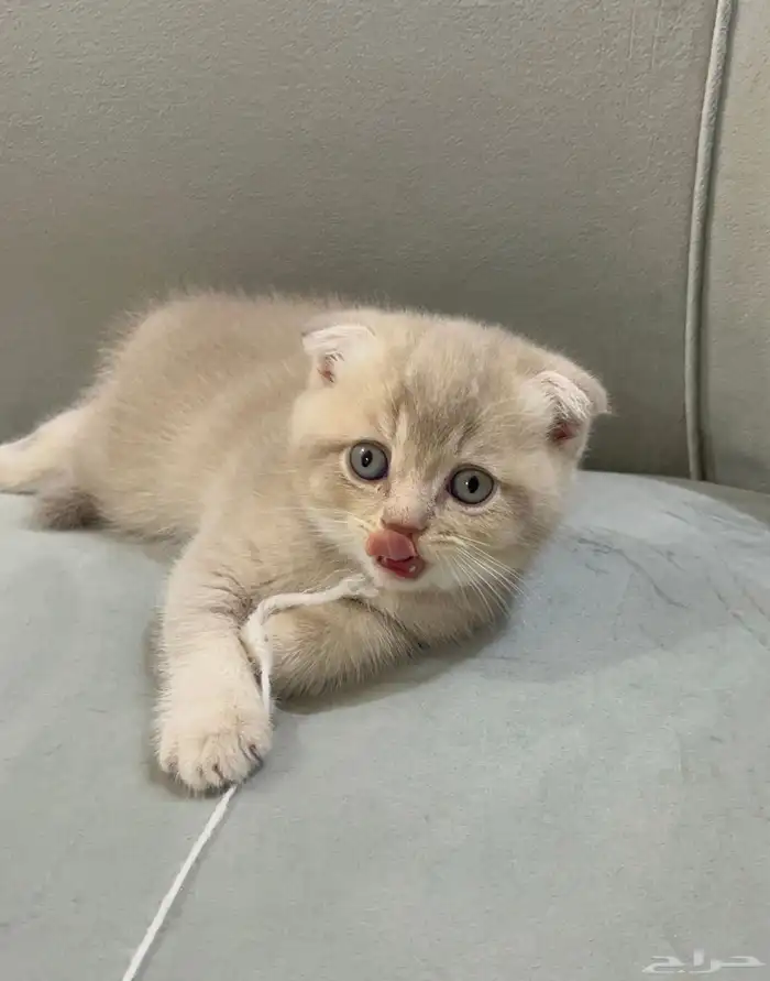 كيتن سكوتش فولد 2