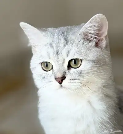 قط الأم شيرازي ملكي بيور والأب بيكي فيس بيور index