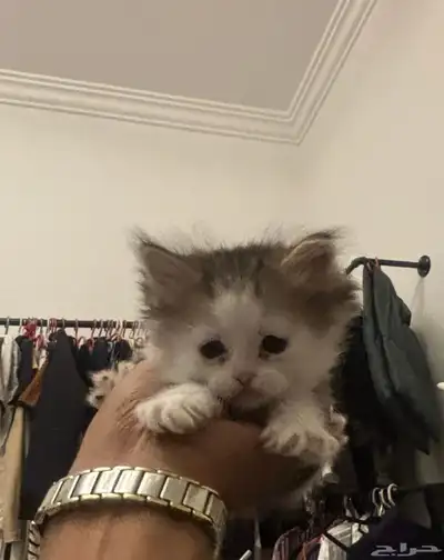 صغار قطط سكوتش index