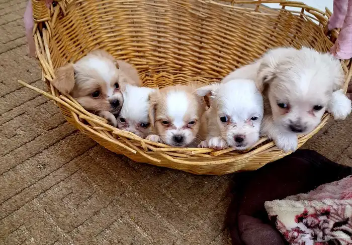 لا تفوتكم ...جراء انتاج رهيب 0