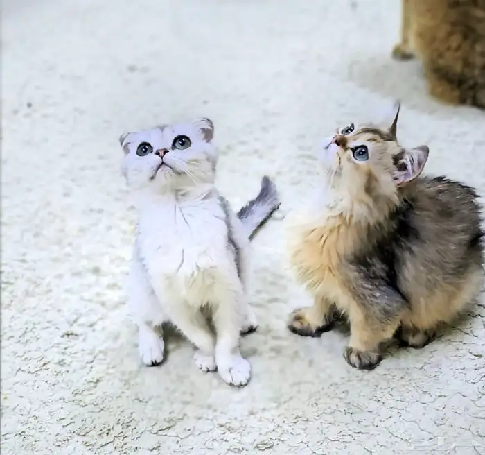 كتن سكوتش فولد وستريت الحبتين ب 400 0