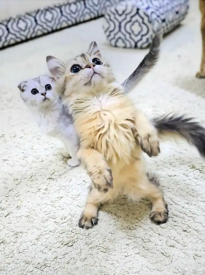 كتن سكوتش فولد وستريت الحبتين ب 400 1