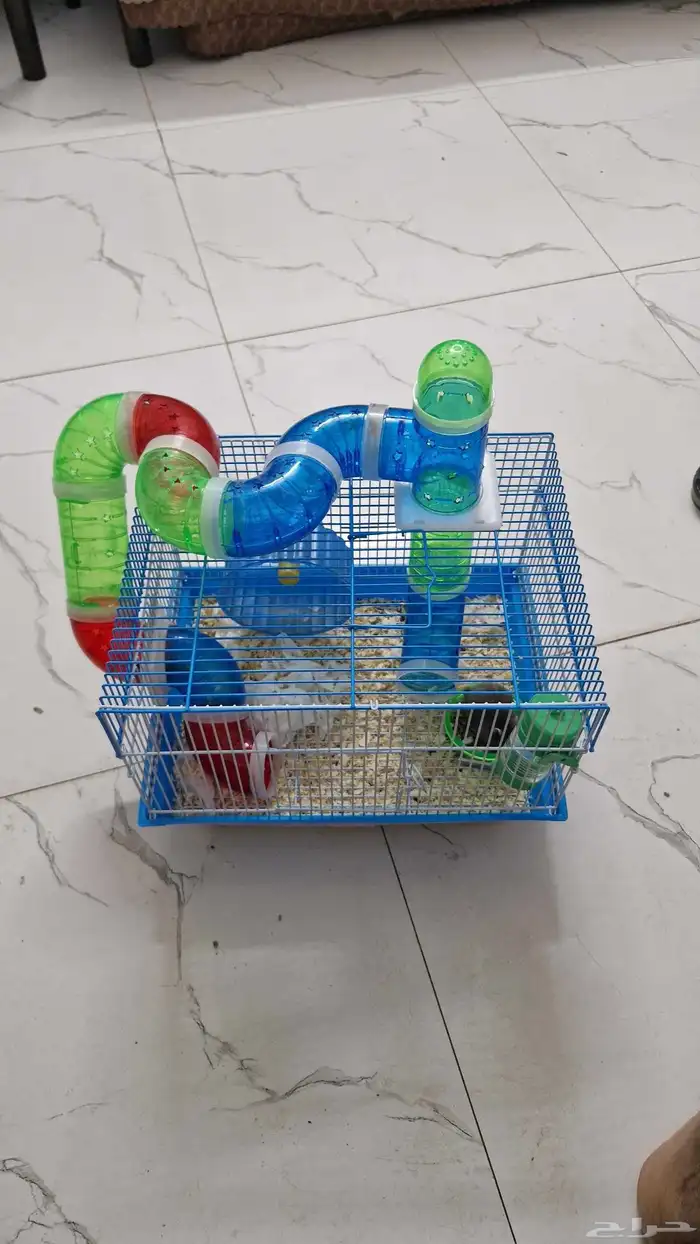 هامستر روسي اليف للبيع 7