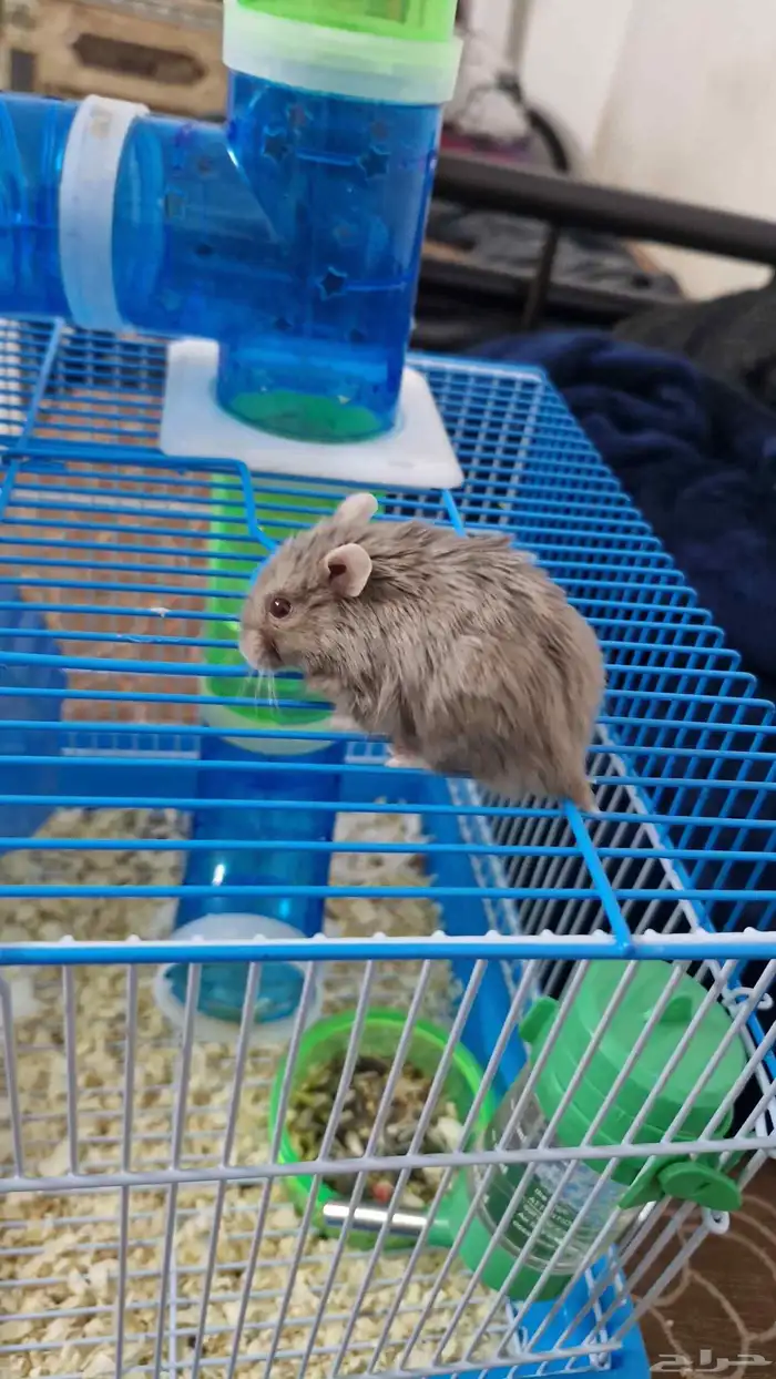هامستر روسي اليف للبيع 2