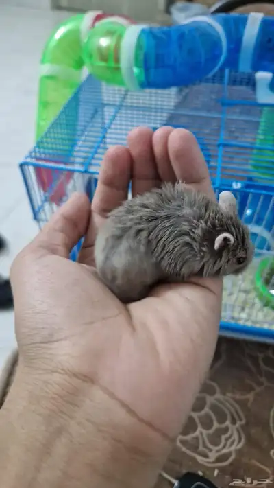 هامستر روسي اليف للبيع index