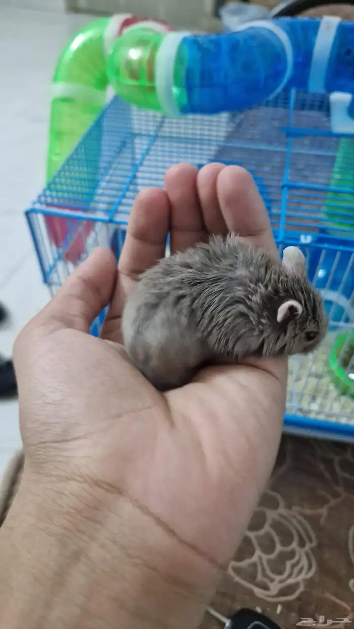 هامستر روسي اليف للبيع 1