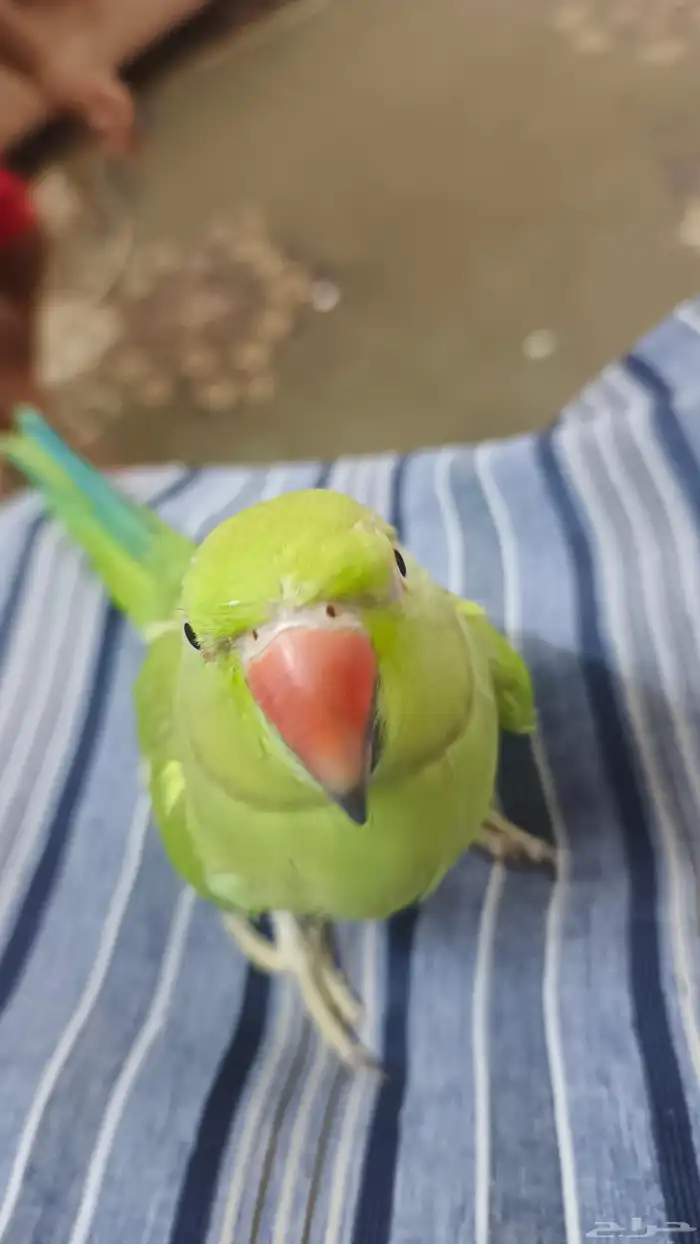 دره اليف ومتكلم 1