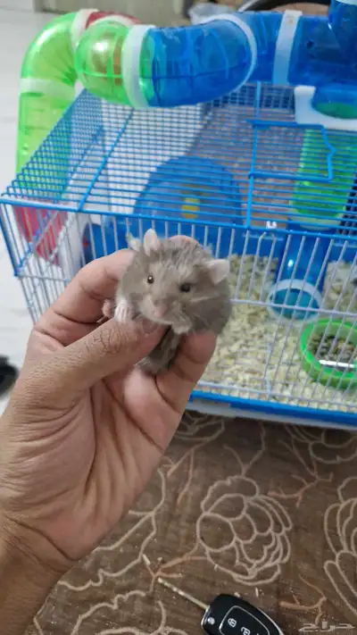 هامستر روسي اليف للبيع index