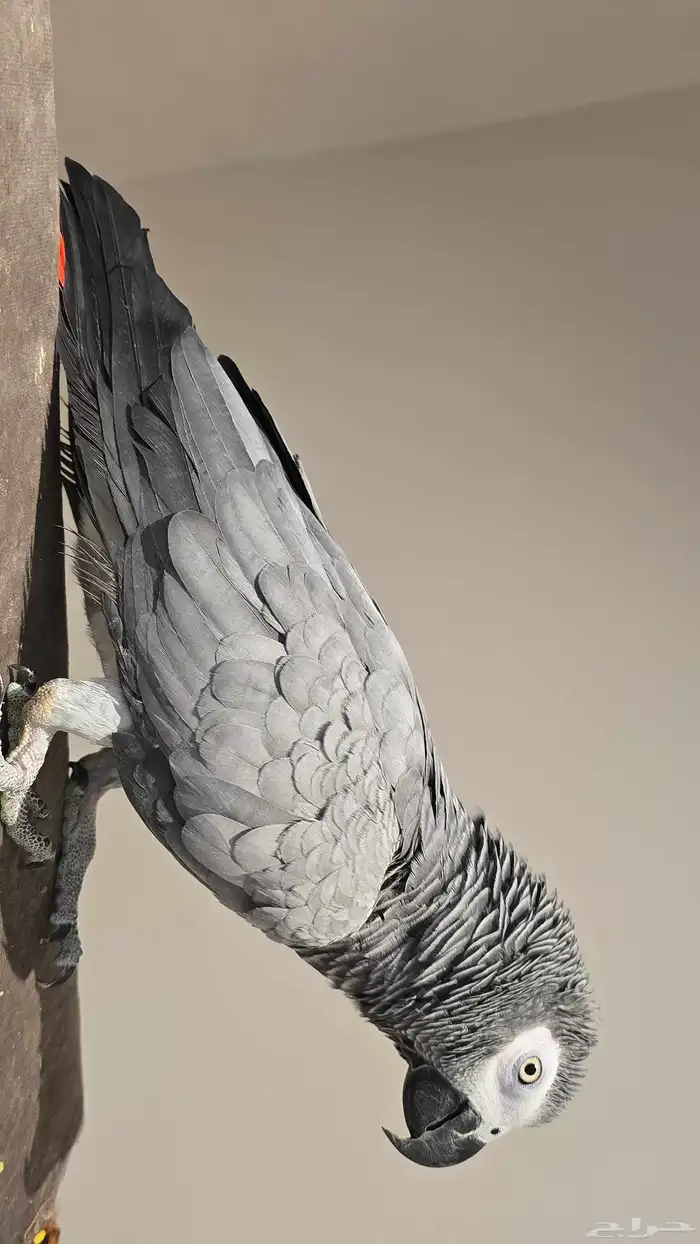 ببغاء كاسكو جامبو فاتح للبيع 2