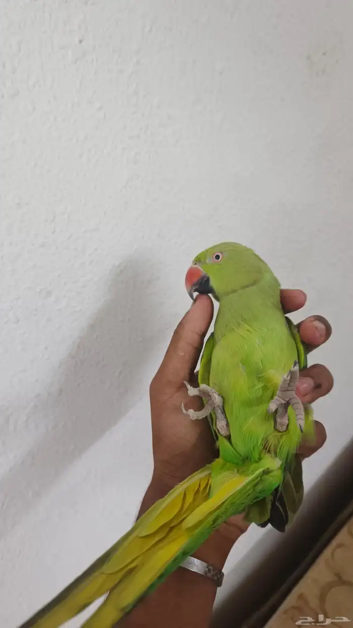 دره اليف ومتكلم 0