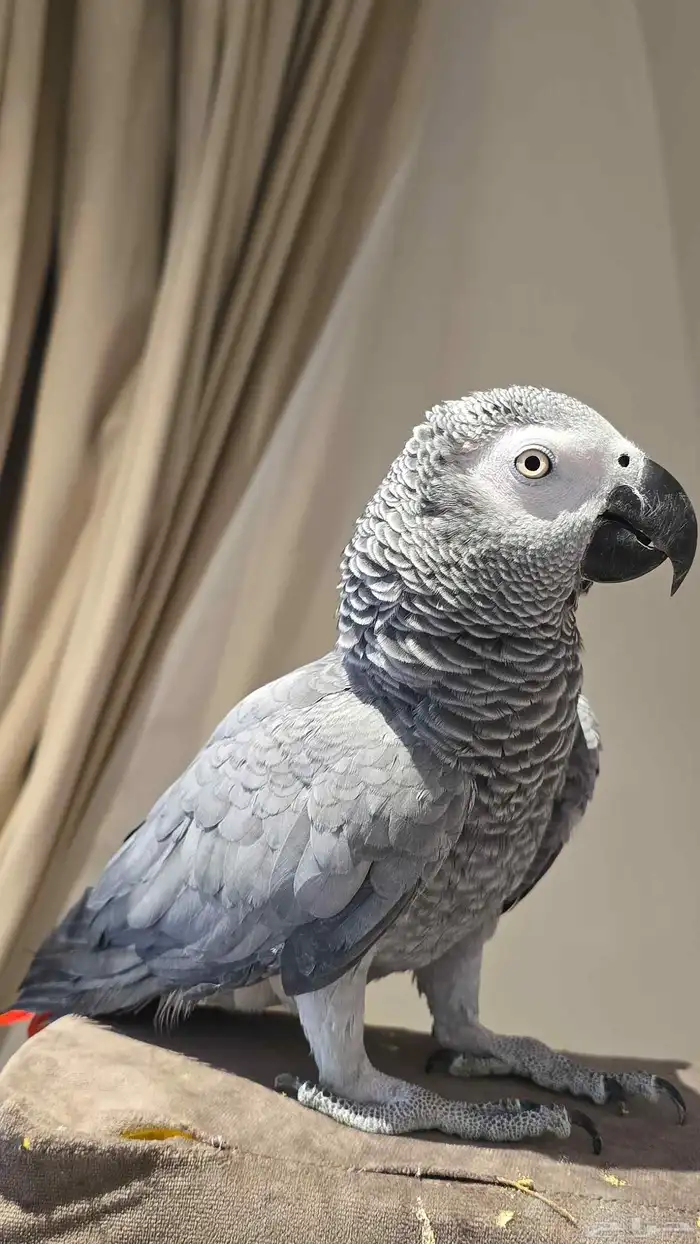 ببغاء كاسكو جامبو فاتح للبيع 1