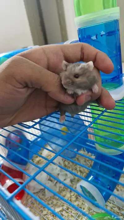 هامستر روسي اليف للبيع index