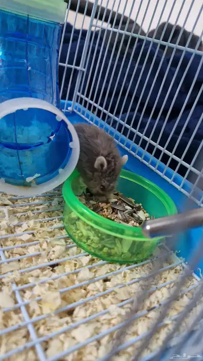 هامستر روسي اليف للبيع index