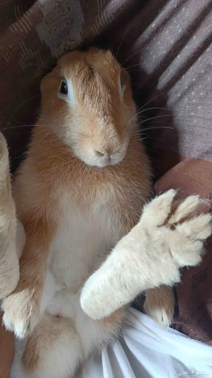 ارنب للبيع 1