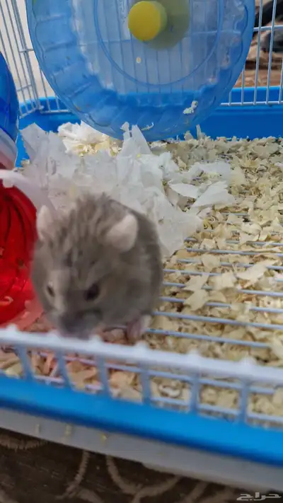 هامستر روسي اليف للبيع index