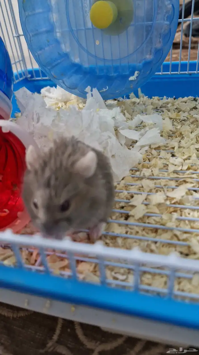 هامستر روسي اليف للبيع 5