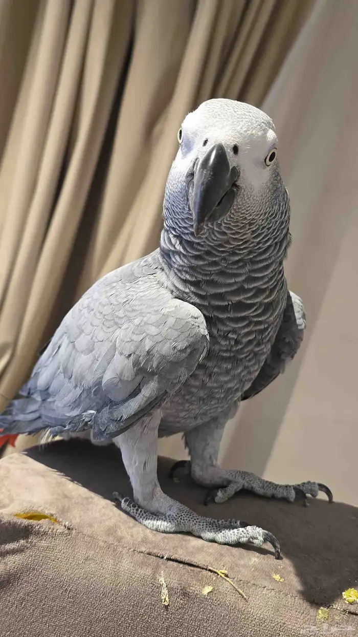 ببغاء كاسكو جامبو فاتح للبيع 3