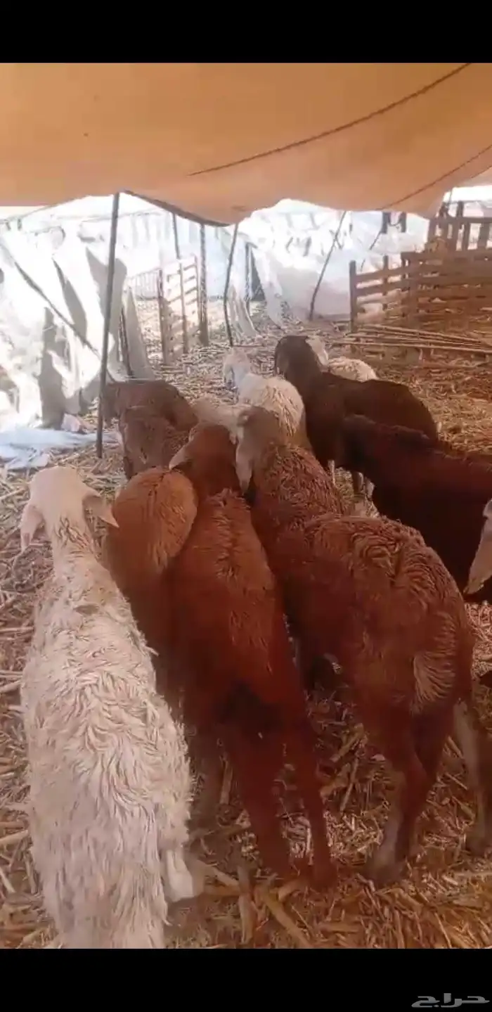 خرفان سواكن مرباه شهرين 2