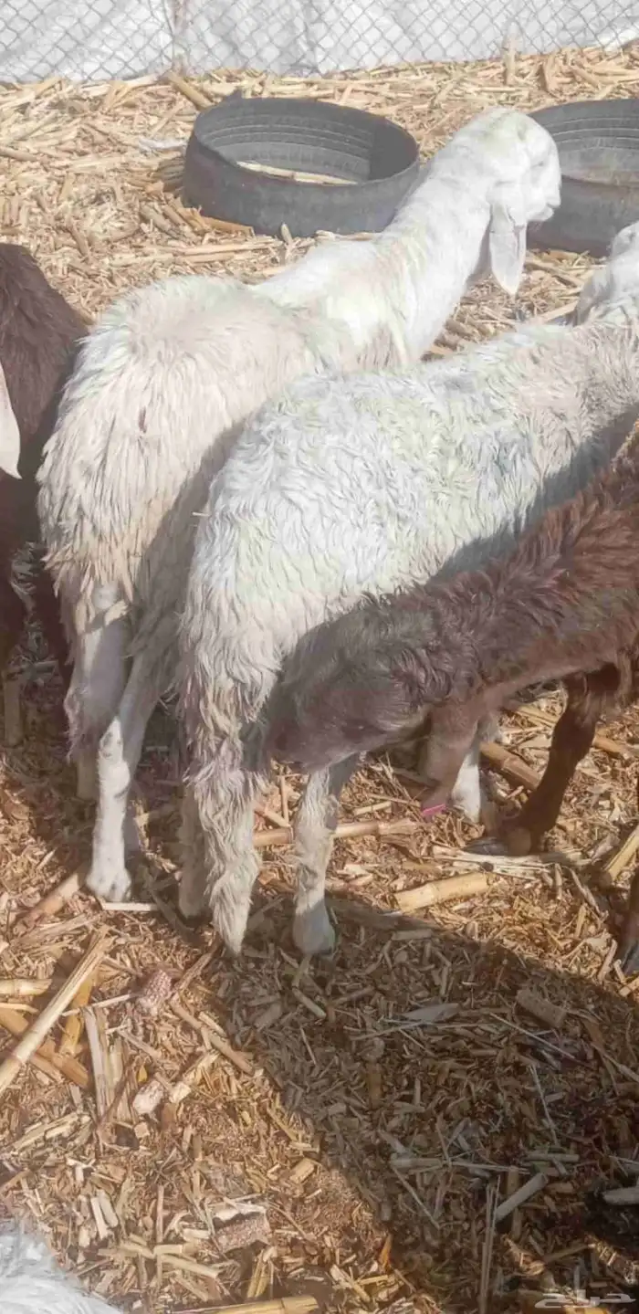 خرفان سواكن مرباه شهرين 0