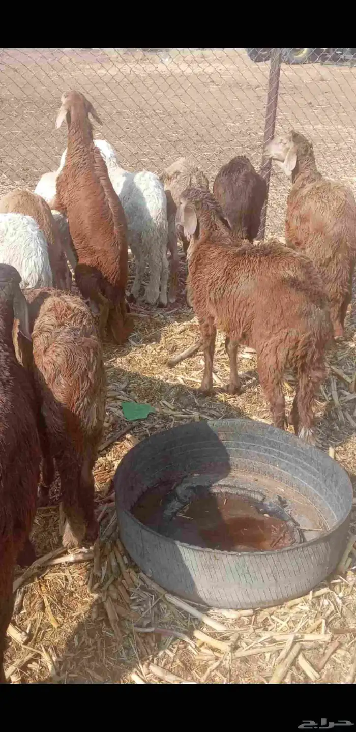 خرفان سواكن مرباه شهرين 1