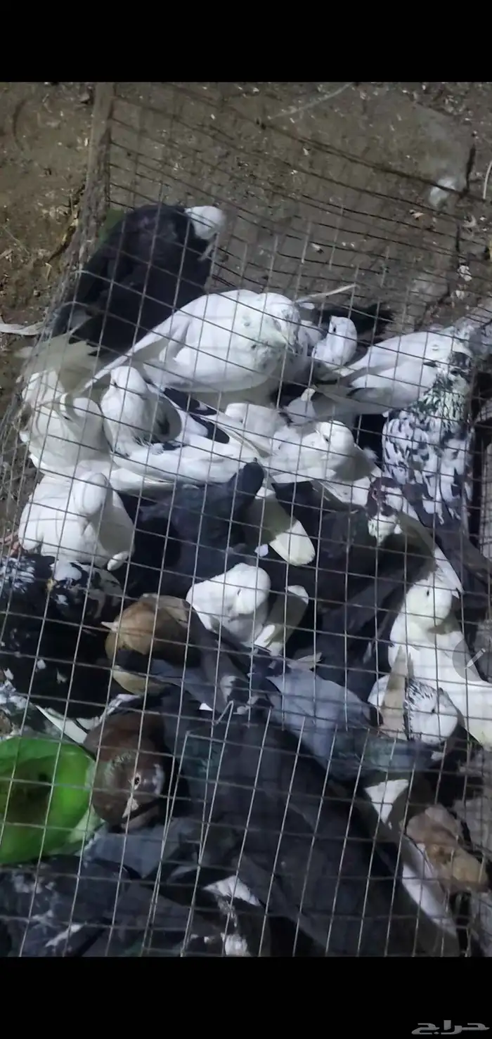 حمام للبيع 0