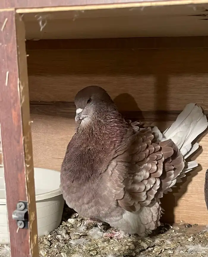 حمام فرش بيور مستوا فاخر 0