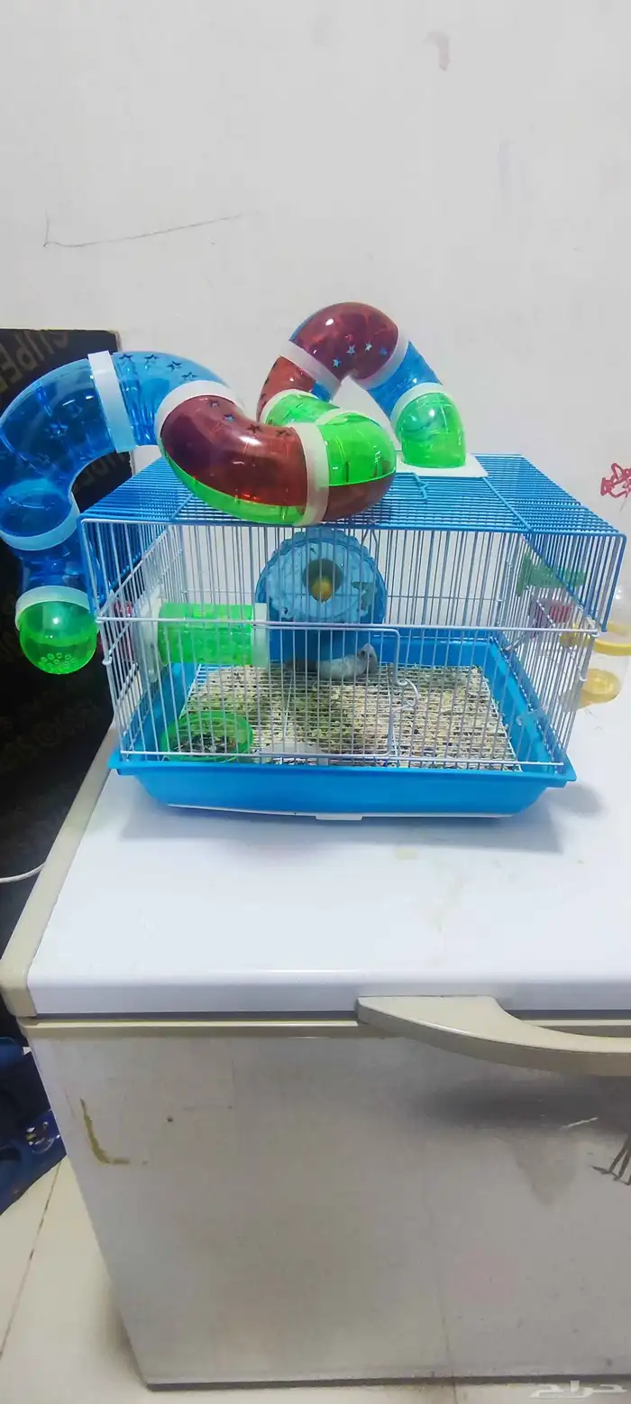 هامستر للبيع مع اغراضهم 6