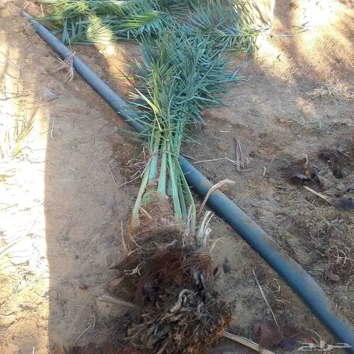 جميع انواع النخيل 5