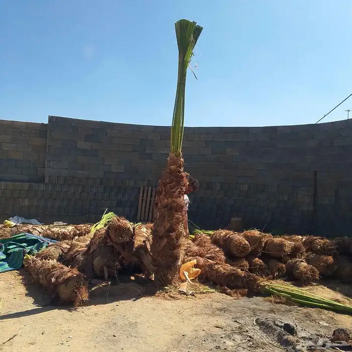 جميع انواع النخيل 0