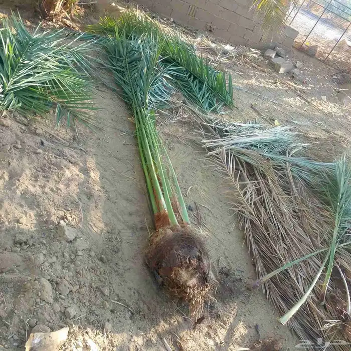 جميع انواع النخيل 6