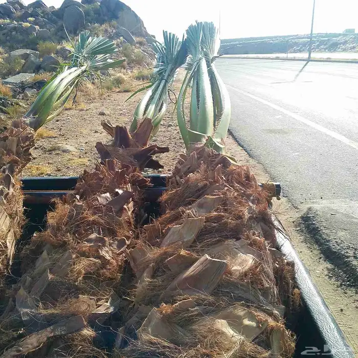 جميع انواع النخيل 1