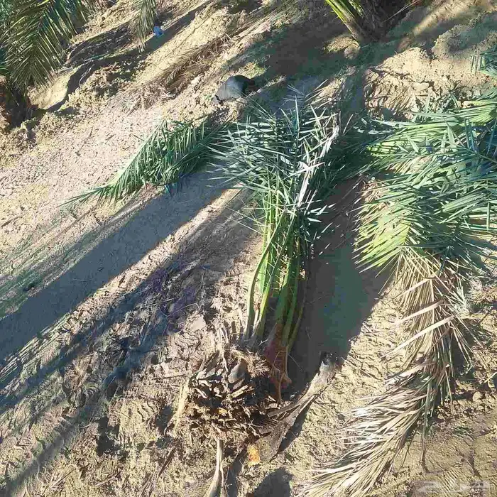 جميع انواع النخيل 7