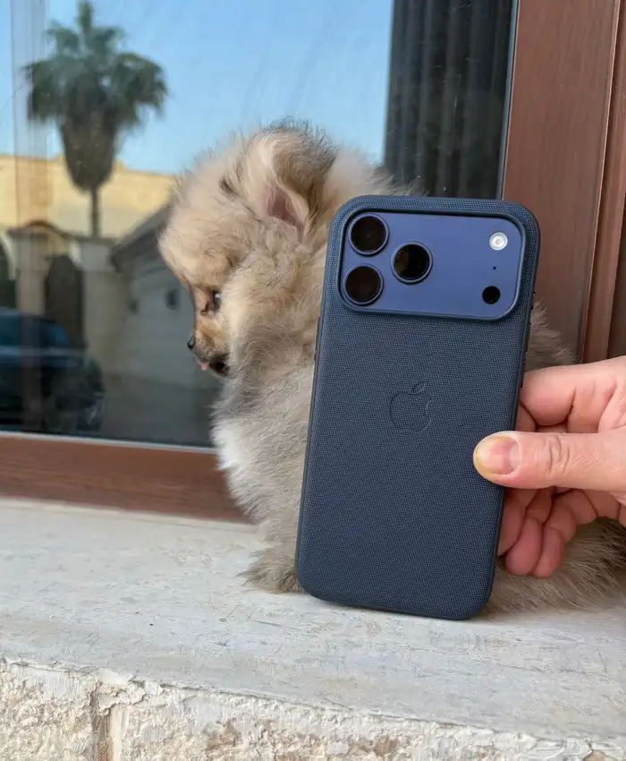 Pomeranian Puppy for Sale   للبيع بومرينيان 1