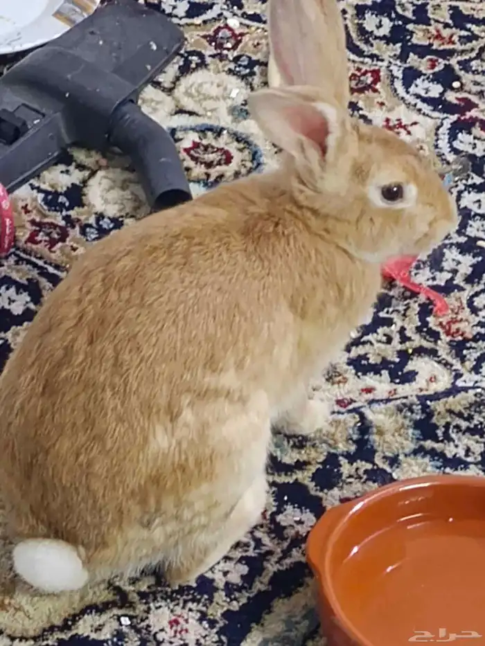 ارنب للبيع 0