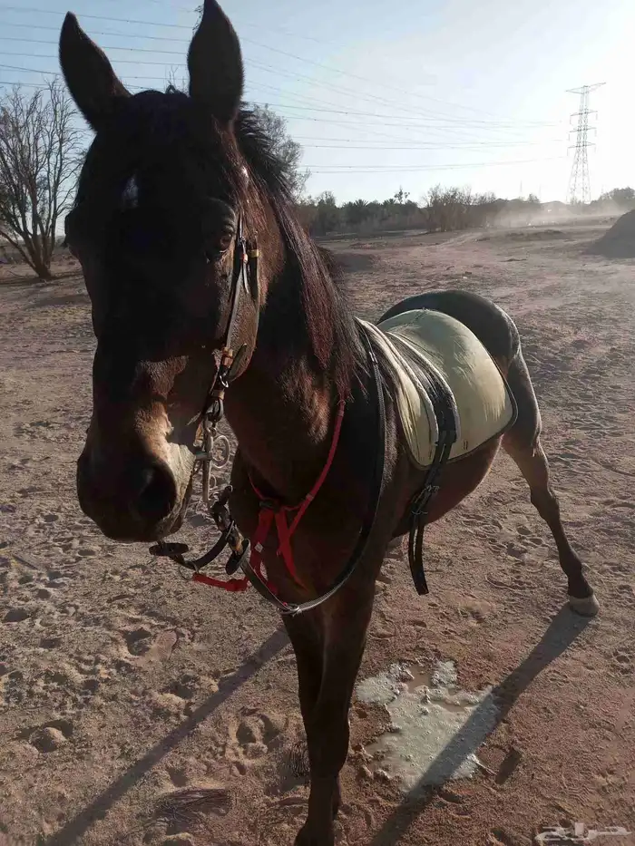 حصان للبيع 1