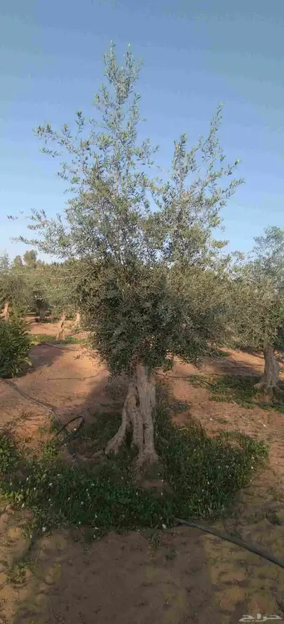 أشجار زيتون معمره ونخيل عربي وواشنطني وتركيب الشبوك لتواصل 0 index
