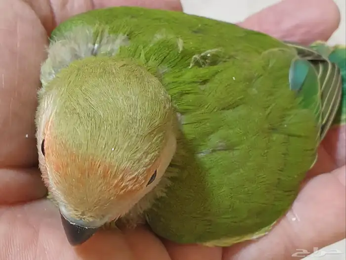 فروخ روز جرين محجله مع مرفقات 9