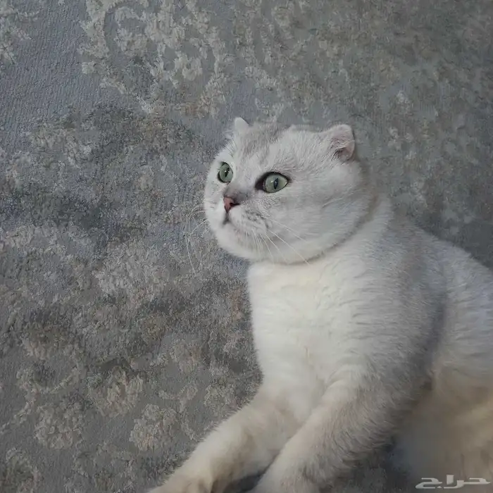 قط سكوتش تربل فولد سلفر ذكر 1