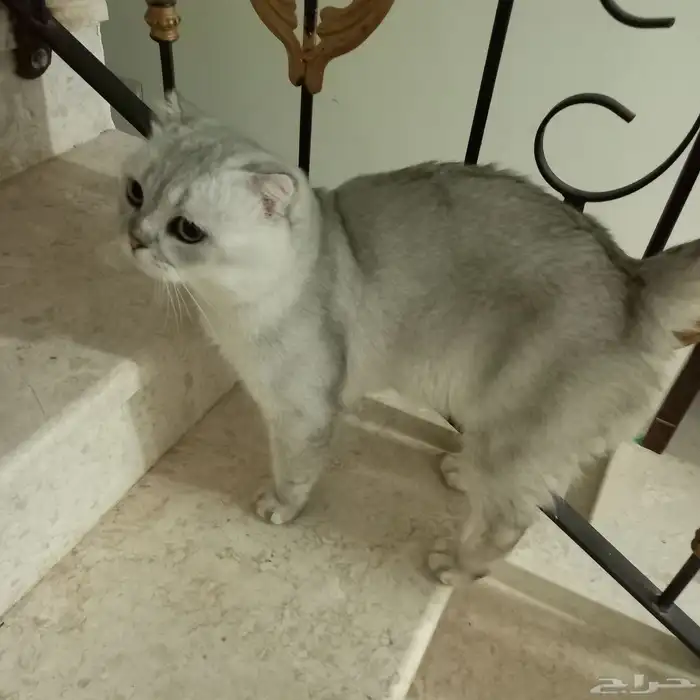 قط سكوتش تربل فولد سلفر ذكر 2