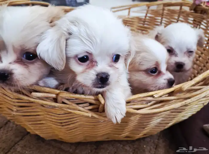 لا تفوتكم ...جراء انتاج رهيب 3