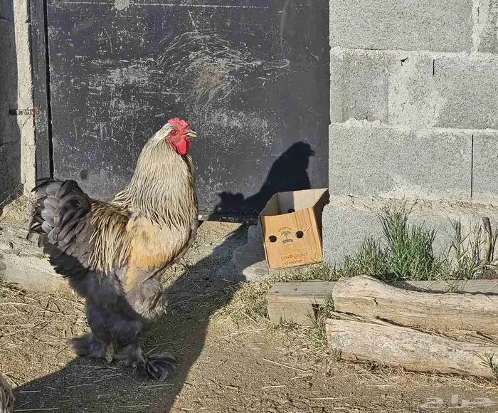 ديك براهما 0