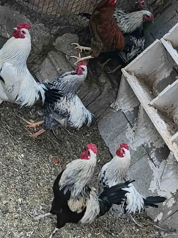 ديوك للبيع نجدي 0