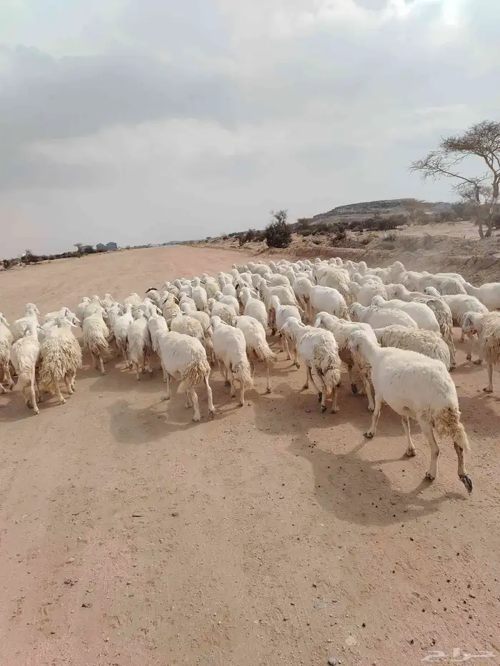 الغنم حريات طيب مرح واحد 2